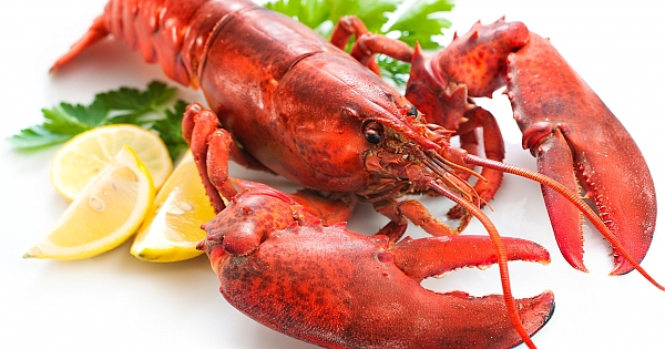 SU ÜRÜNLERİ YETİŞTİRİCİLİĞİ VE MUHTEŞEM KARELER