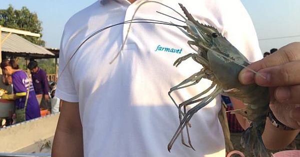 AQUA 7 FORCE – AQUAPOL 8 EXTRA fotoğrafları