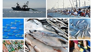 Deniz Ticareti Dergisi Şubat ayı sayısı için balıkçılık sektörünün ele alındığı özel bir ek hazırladı.