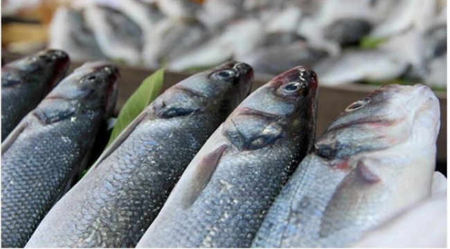 Balıkçılık ve su ürünleri endüstrisinin durumu hakkında bilgilendirme toplantıları Kazakistan'la devam ediyor.