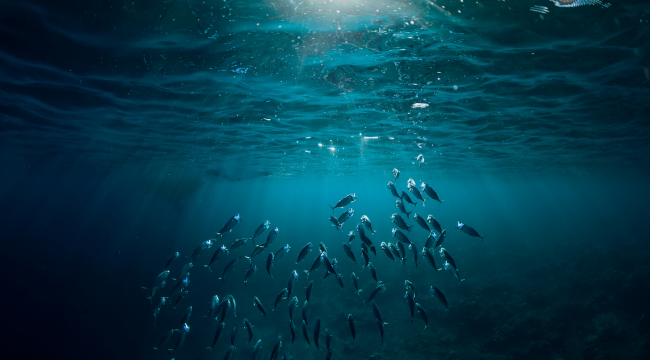 Deniz Canlıları İçin Ölümcül Tuzak Olan 'Hayalet Ağlar' Sualtı Hayatını Tehdit Ediyor