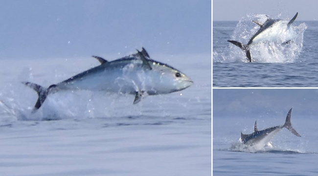 Bluefin tuna fishing season begins