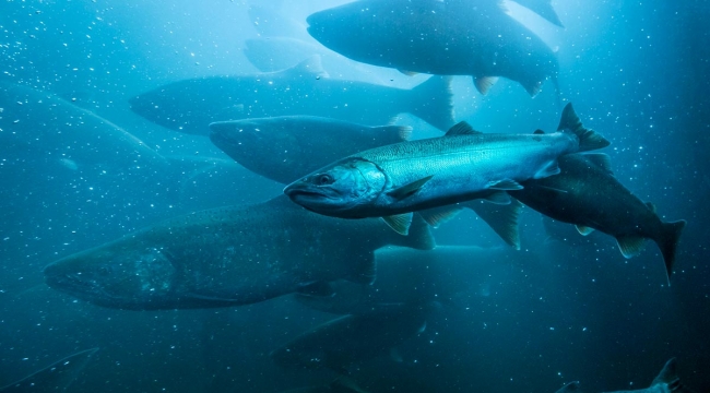 Farmed Fish Feel Pain, Stress and Anxiety and Must be Killed Humanely, Global Regulator Accepts