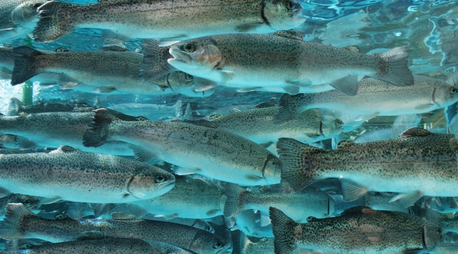 Turkish trout producers visit Japan amid rapidly increasing exports