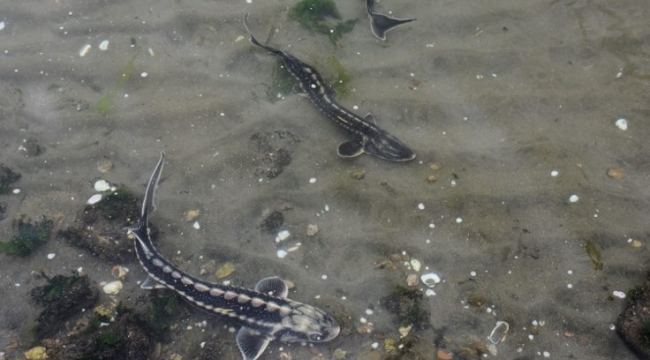 Nesli Tehlike Altında Olan Mersin Balığı Yavruları Yeşilırmak'a Salındı