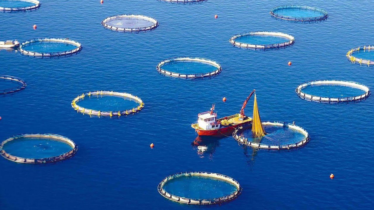 FAO Report: Global fisheries and aquaculture production reaches a new record high