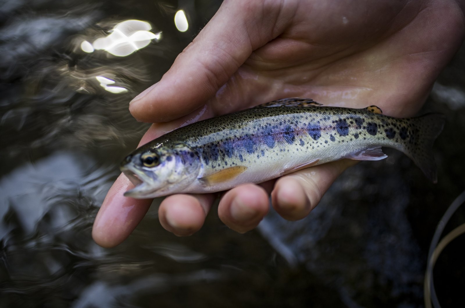 Türkiye commemorates century with 100 million fish release