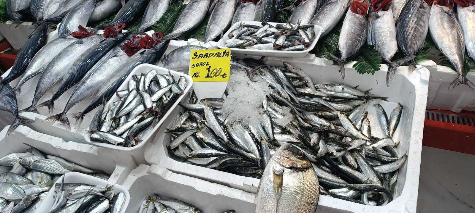 Palamut yerini çinekopa bırakacak