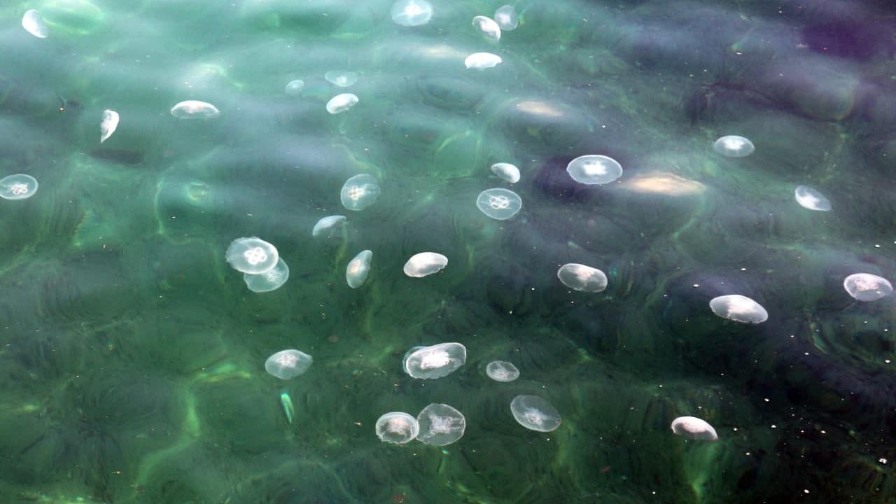 Nomad Jellyfish Could Hurt Mediterranean Fishing İndustry: Scientists