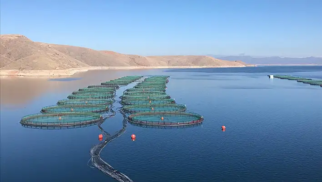 Trade Of Aquatic Products