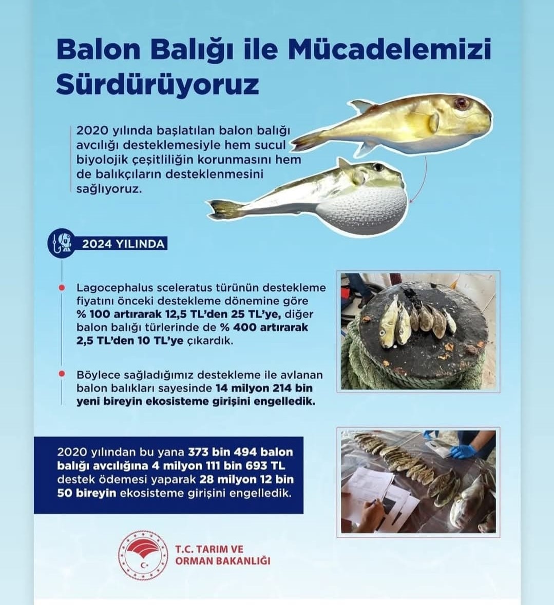 Balon Balığı Avcılarına Destek: Tehlikeli Türlerde 25, Diğer Türlerde 10 TL