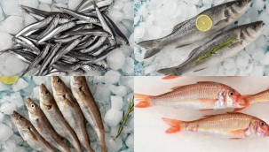 Exploring the Variety of Turkish Seafood Dishes Across the Regions