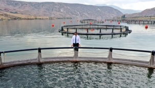 Turkey: A Leading Export-Focused Aquaculture Nation with Low Domestic Fish Consumption