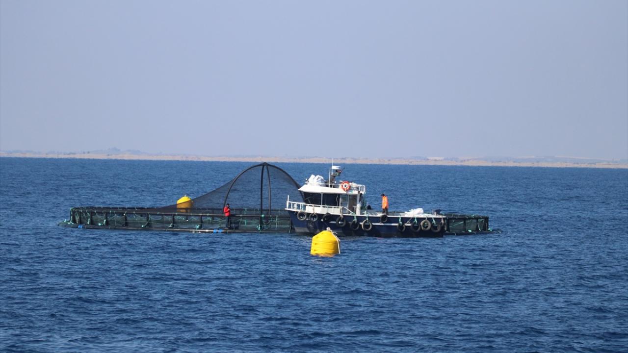 Adana'nın Su Ürünleri Potansiyeli Kafes Balıkçılığıyla Artacak