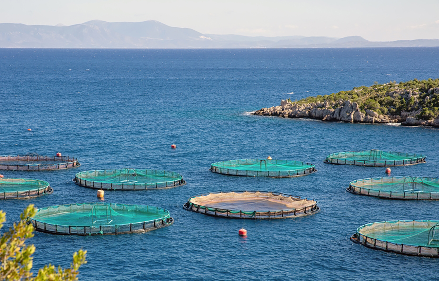 EU's DG MARE: European Aquaculture Campaign Will Help Demystify İndustry, Offer it a Level Playing Field