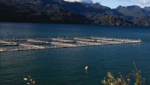 LACQUA 2025 Organizing Committee Announces Details for the Annual Meeting of the Latin American and Caribbean Chapter of the World Aquaculture Society