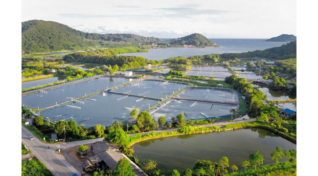 Aquaculture Sector Could Generate up to 22 Million Jobs by 2050 With USD 1.5 Trillion İnvestment