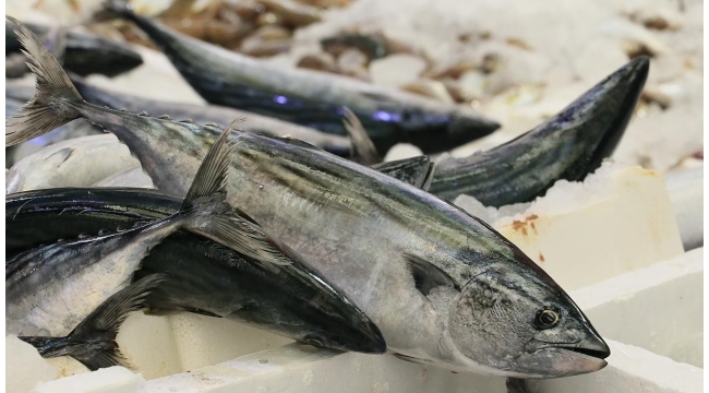 Palamut Avı Küçük Balıkçılar İçin 15 Ağustos'ta Başlıyor