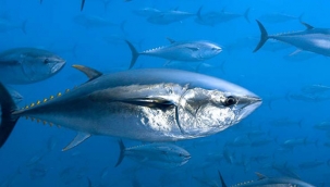 Türkiye'nin Orkinos İhracatında Rekor Artış: 130 Milyon Dolar Gelir