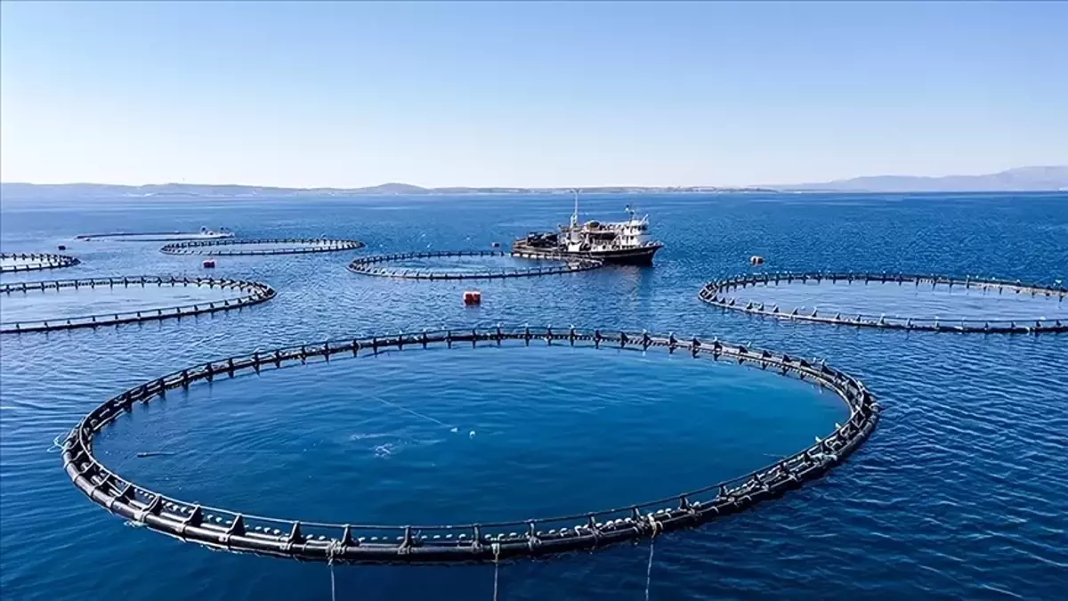 AB'den Balıkçılık Fonuna Büyük Kesinti