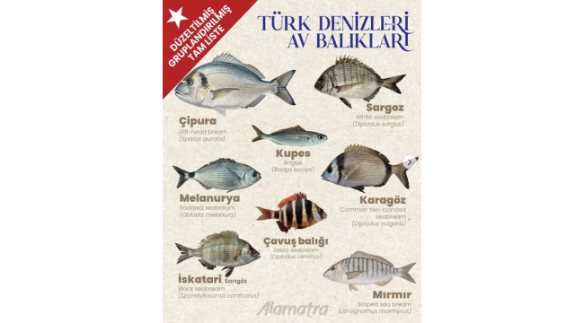 Çok Güzel Posterler: Türkiye Sularındaki Değerli Balık Türleri Bir Arada