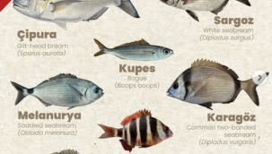Çok Güzel Posterler: Türkiye Sularındaki Değerli Balık Türleri Bir Arada
