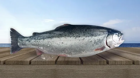 Karadeniz’den Çıkan Türk Somonu İhracatta Milyar Dolara Koşuyor