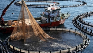 Kanada Kapıyı Açtı! Türk Levrek ve Çipurası Yeniden Kuzey Amerika Yolunda